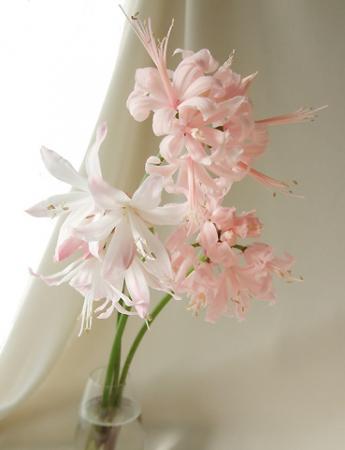 リリー&ハナ 様 直前】ダイヤモンドリリー(ピンク系)30cm程度【生花】 - 花材