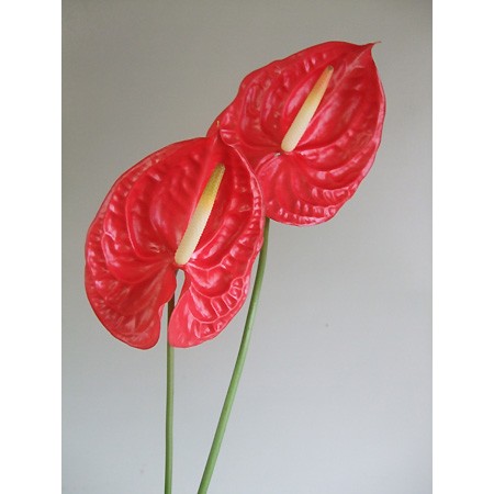 生花 Mボリューム18 アンスリューム 赤 M 通販 はなどんやアソシエ 生花 Mボリューム18 アンスリューム 赤 M 通販 はなどんやアソシエ