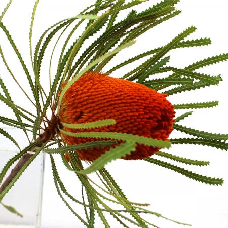 【直前】バンクシア　フーケリアナ(染め橙)