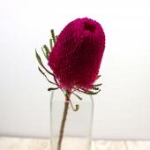 直前!!】バンクシア フーケリアナ(染めピンク)【生花】 - 花材通販は