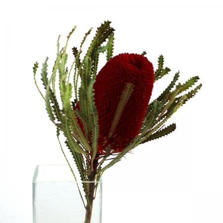 【生花/予約】【特注】バンクシア　フーケリアナ(染め赤)35cm  ※ドライで入荷・葉は茶色の場合があります