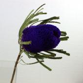 バンクシア　お色味確認用 直前!!】バンクシア フーケリアナ(染めピンク)【生花】 - 花材通販は