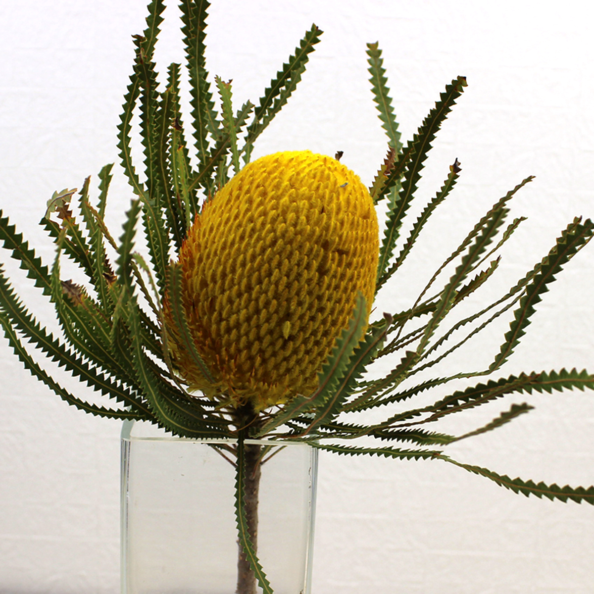 直前!!!!】バンクシア フーケリアナ(染め黄)【生花】 - 花材通販