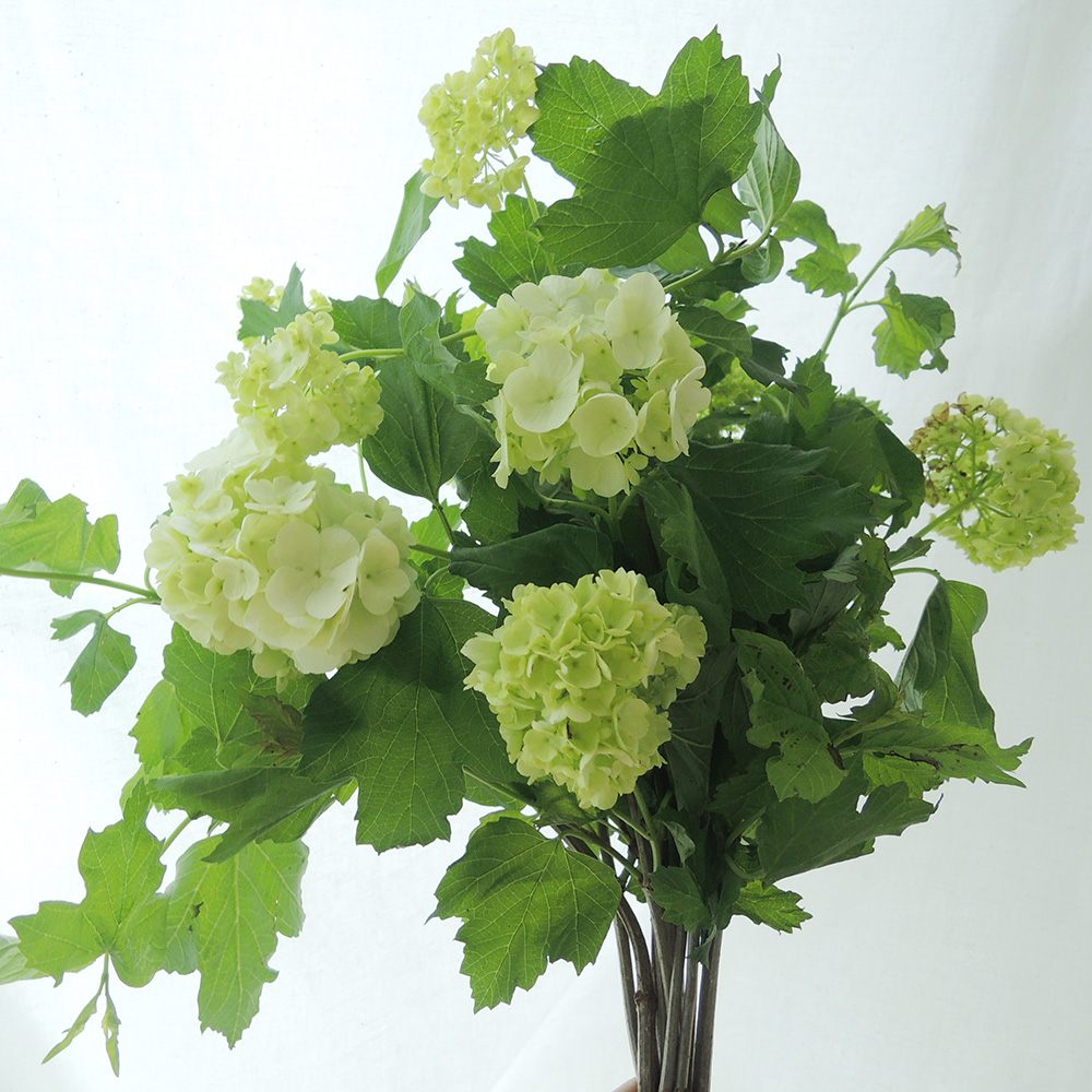 08直前 国産ビバーナムスノーボール アレンジサイズ 1輪 ありだ農協 通販 はなどんやアソシエ 08直前 国産ビバーナムスノーボール アレンジサイズ 1輪 ありだ農協 通販 はなどんやアソシエ