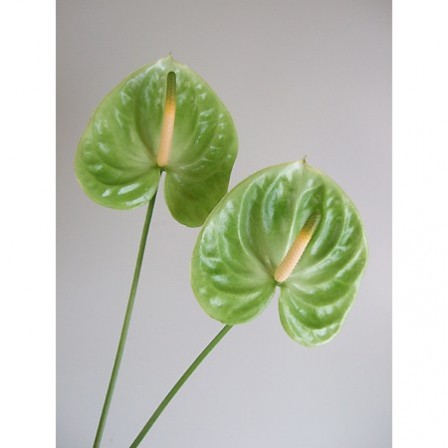 【生花】アンスリューム　(グリーン)　Sサイズ【OTSK】【早締切-74】