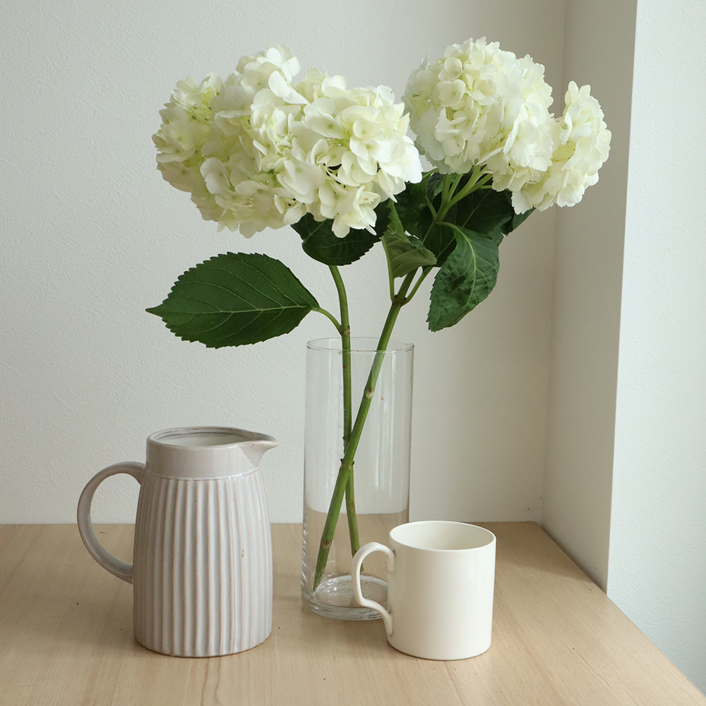 直前 輸入アジサイ 白 40cm 生花 通販 はなどんやアソシエ 直前 輸入アジサイ 白 40cm 生花 通販 はなどんやアソシエ