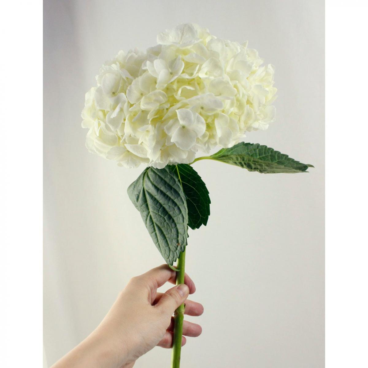 生花 輸入アジサイ 白 通販 はなどんやアソシエ 生花 輸入アジサイ 白 通販 はなどんやアソシエ