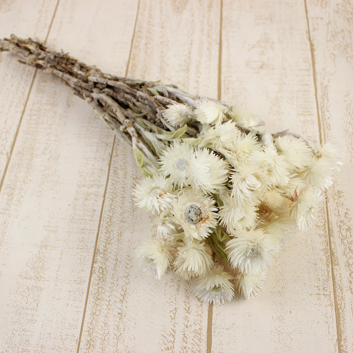 即日☆【ドライ】J・flow/シンカルファ カップブルーメン(白) 束約10本