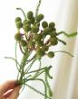 【生花】バーゼリア(グリーン)赤首タイプ　40〜50cm　ゴールド、デザートファイヤなど★月曜入荷のみ