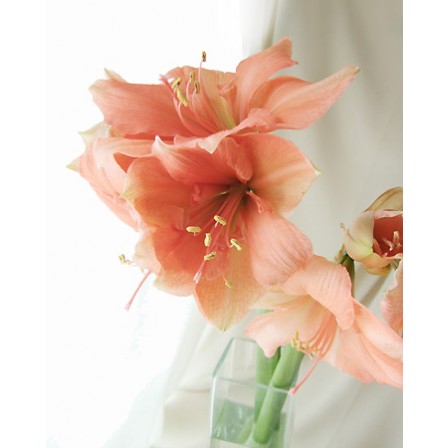 生花 6本単位 アマリリス リロナ ピーチ 通販 はなどんやアソシエ