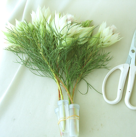 直前0318 国産セルリア 白 25cm程度 通販 はなどんやアソシエ 直前0318 国産セルリア 白 25cm程度 通販 はなどんやアソシエ