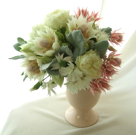 直前0318 国産セルリア 白 25cm程度 通販 はなどんやアソシエ 直前0318 国産セルリア 白 25cm程度 通販 はなどんやアソシエ