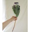 【生花】プロテア ニオベ(白黒系)40cm?　南アフリカ産 【OTOT】