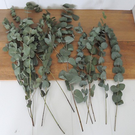 ITA16】【SHI】ユーカリ シネレア(束)4/11-16お届け - 花材通販はなど