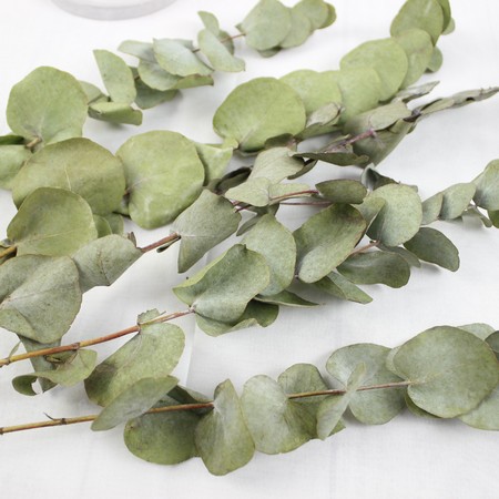 生花 ユーカリ シネレア 束単位 50cm 南アフリカ産 Or 通販 はなどんやアソシエ