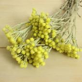 ITA09】ヘリクリサム エリクリシオ(イモーテル)ドライ - 花材通販は