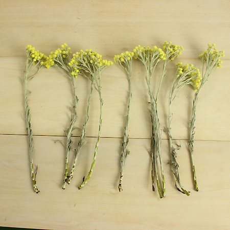 ITA09】ヘリクリサム エリクリシオ(イモーテル)ドライ - 花材通販は