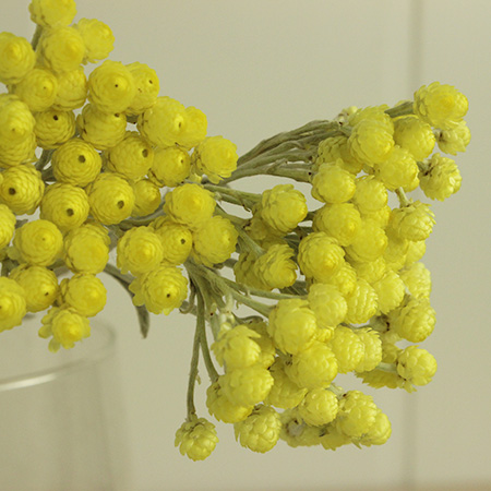 ITA09】ヘリクリサム エリクリシオ(イモーテル)ドライ - 花材通販は