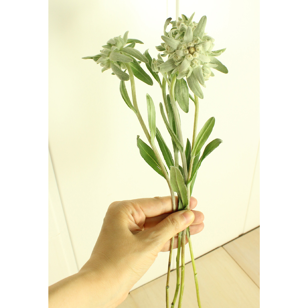 生花 Fj エーデルワイス シルバーユーロ 30cm程度 火 木 土 Am受け取りのみ 早締切 通販 はなどんやアソシエ 生花 Fj エーデルワイス シルバーユーロ 30cm程度 火 木 土 Am受け取りのみ 早締切 通販 はなどんやアソシエ