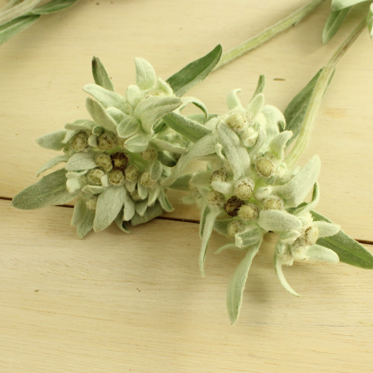 Ita30 エーデルワイス シルバーユーロ ウスユキソウ 30cm程度 通販 はなどんやアソシエ Ita30 エーデルワイス シルバーユーロ ウスユキソウ 30cm程度 通販 はなどんやアソシエ