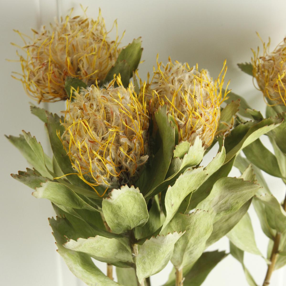 ドライ】J・flow/ピンクッション ベルドファイヤー黄60cm程度 - 花材