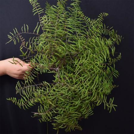 【生花】コーラルファン(50センチ程度・葉もの)