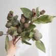 【生花】ユーカリ　ベルガムナッツ　ベルギーフレッシュ  30cm～ 南アフリカ産【OTOT】※商品説明ご確認下さい。
