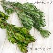 【生花】リューカデンドロ ゴールデンカップマルチ(大) 80cm　オーストラリア産【OTOT】 【早締切-74】