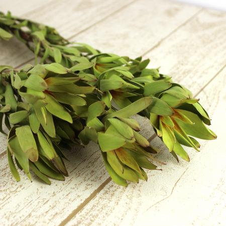 10%OFF◎【ドライ】J・flow/リューカデンドロ ゴールデンカップ スモールマルチ(小) 60cm 束2本【L1-22】