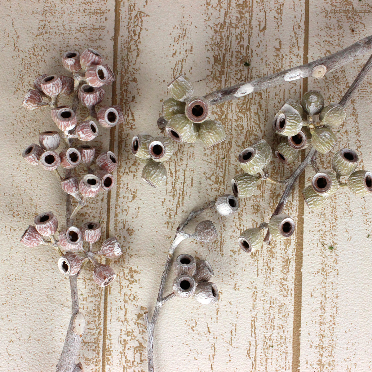 直前 ドライ 実ものユーカリ アンバーナッツホワイトウォッシュ白 1本単位 W2 通販 はなどんやアソシエ 直前 ドライ 実ものユーカリ アンバーナッツホワイトウォッシュ白 1本単位 W2 通販 はなどんやアソシエ