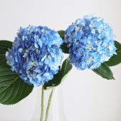 輸入アジサイ　切り花 楽天市場】【生花】輸入アジサイ（白）40cm〜【OR-89】[2本