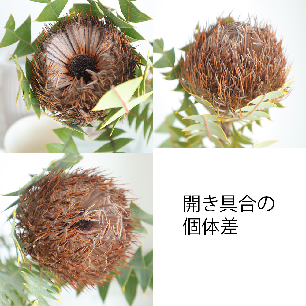 生花】バンクシア バクステリブラウン 50cm 【OR-83】 - 花材通販は