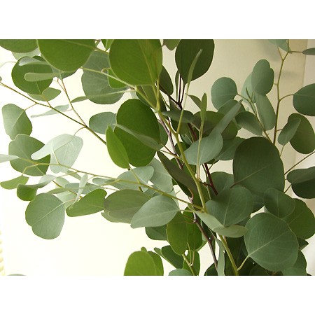 直前 ユーカリ シルバーダラー 70cm 北米産 通販 はなどんやアソシエ 直前 ユーカリ シルバーダラー 70cm 北米産 通販 はなどんやアソシエ