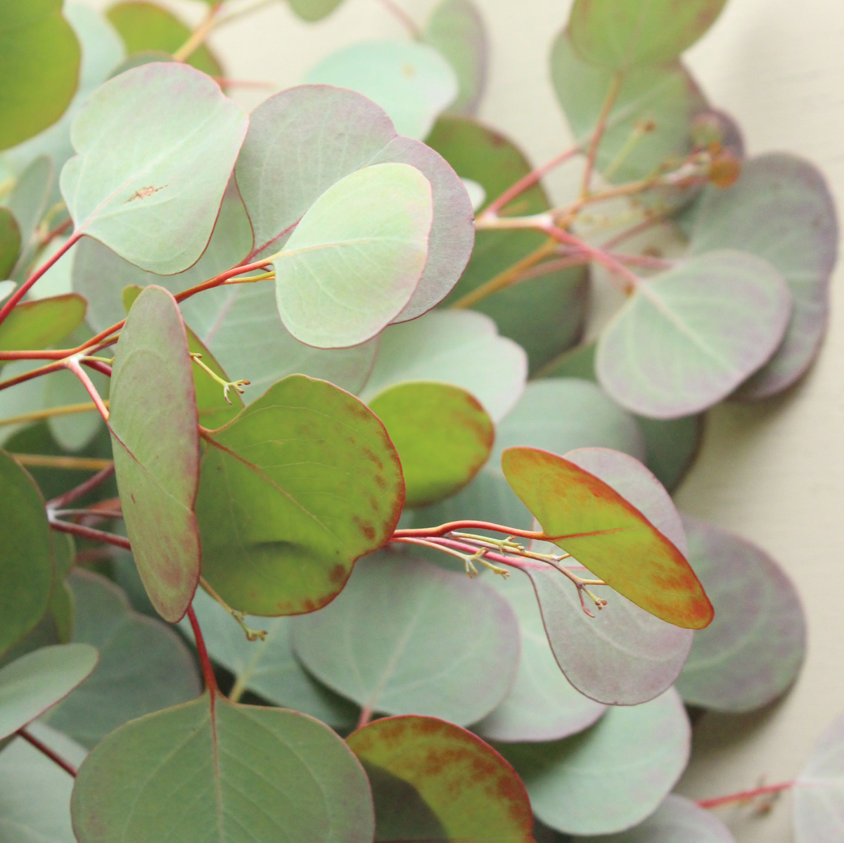 生花 ユーカリ シルバーダラー 3 28 4 3お届 通販 はなどんやアソシエ 生花 ユーカリ シルバーダラー 3 28 4 3お届 通販 はなどんやアソシエ