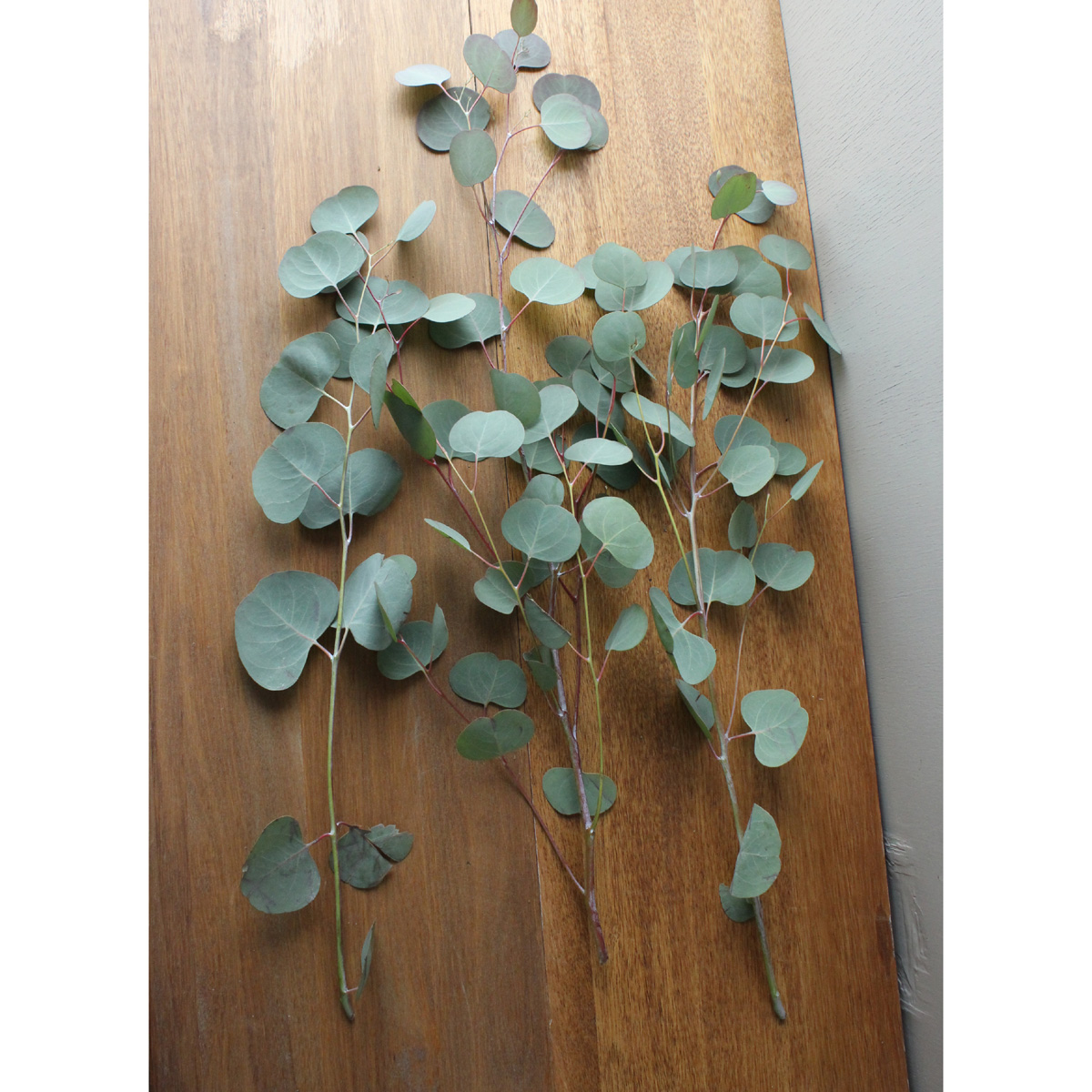 生花 ユーカリ シルバーダラー 3 28 4 3お届 通販 はなどんやアソシエ 生花 ユーカリ シルバーダラー 3 28 4 3お届 通販 はなどんやアソシエ