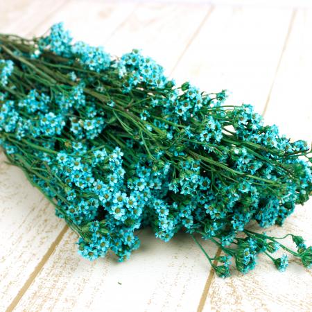 【ドライ】J・flow/オーストラリアンデージー(ブルー)【L1-30】