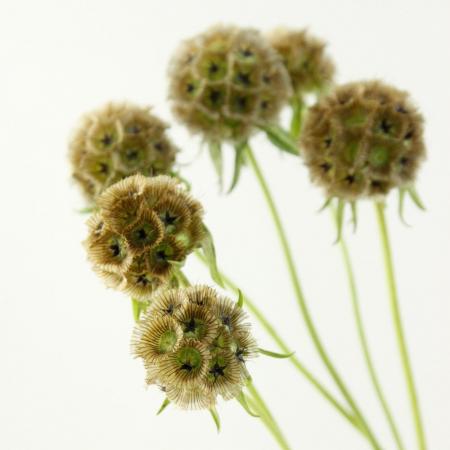 【ITA1008-04】スカビオサ　ステルンクーゲル(輸入・ブラウン)ドライ向き・1本1輪つき