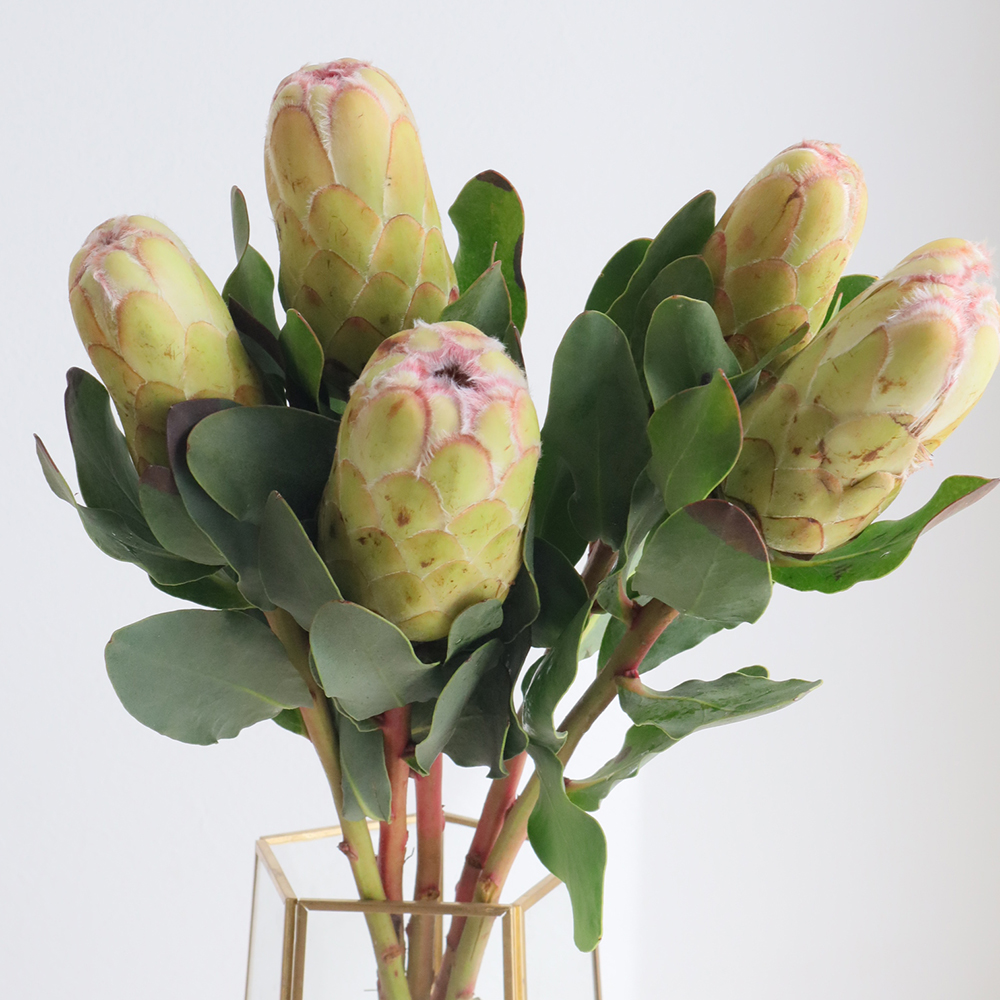 生花】プロテア グランディカラー(ピンク～クリーム系)50cm 【OR-83