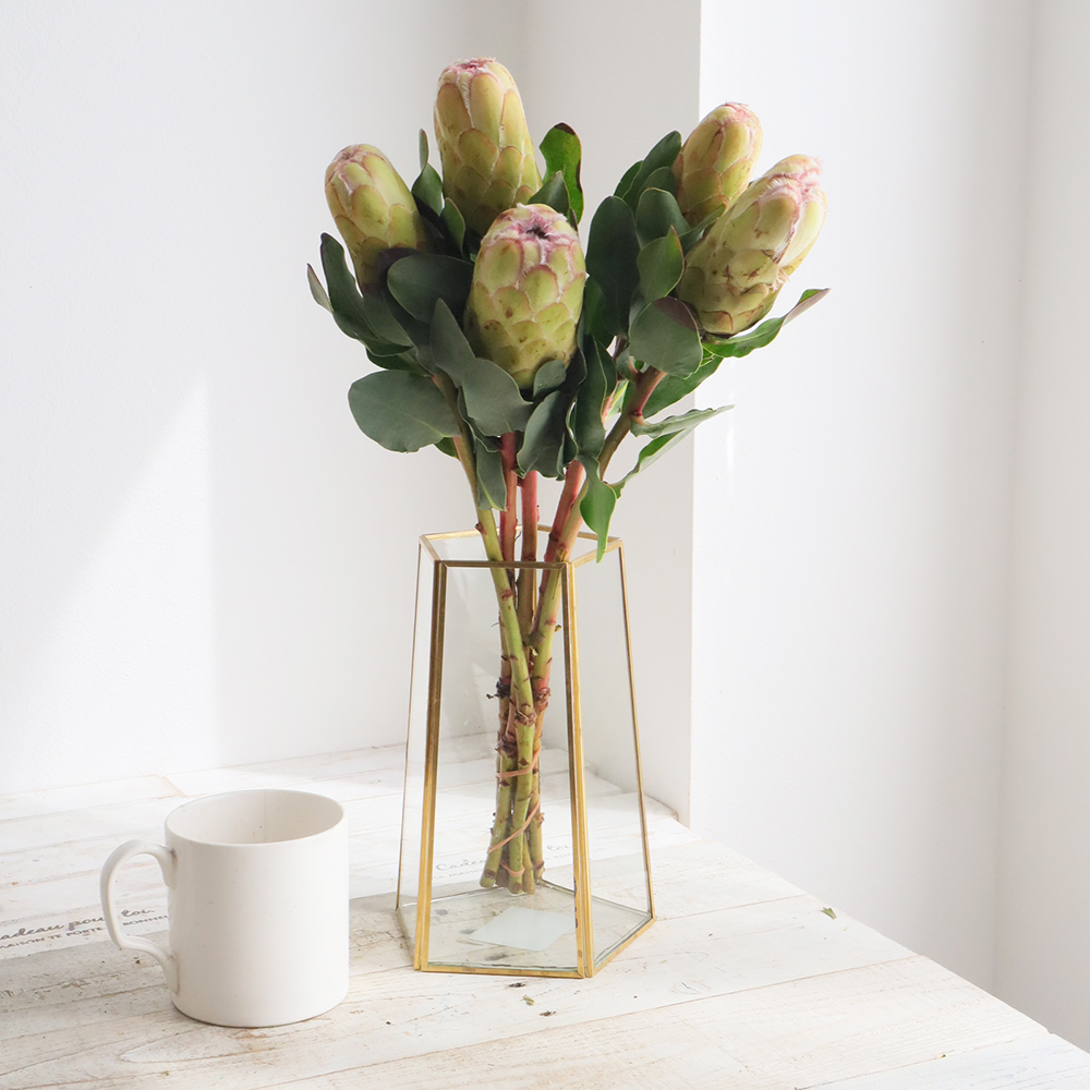 生花】プロテア グランディカラー(ピンク～クリーム系)50cm 【OR-83