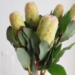 【生花】プロテア　グランディカラー(ピンク～クリーム系)50cm 【OR-83】※月曜入荷少