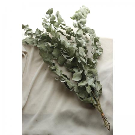 ドライ J Flow 丸葉ユーカリ 50cm程度 束約3 5本入り 通販 はなどんやアソシエ