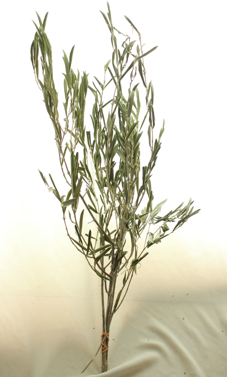 ドライ J Flow オリーブの枝 束3 5本程度 L1 43 通販 はなどんやアソシエ ドライ J Flow オリーブの枝 束3 5本程度 L1 43 通販 はなどんやアソシエ