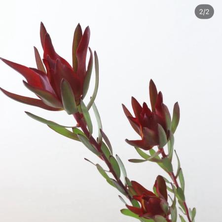 【生花】リューカデンドロ　ブラッシュ　スプレー　50cm(赤系) 【OR-83】※山火事の影響・月曜入荷少・早締切