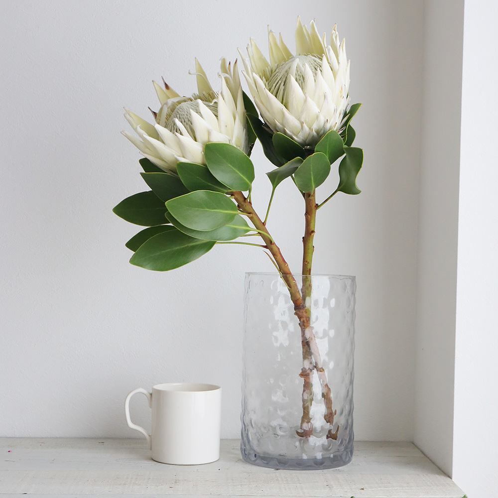 生花 キングプロテア アークティックアイス 白 50cm 南アフリカ産 Or 通販 はなどんやアソシエ 生花 キングプロテア アークティックアイス 白 50cm 南アフリカ産 Or 通販 はなどんやアソシエ