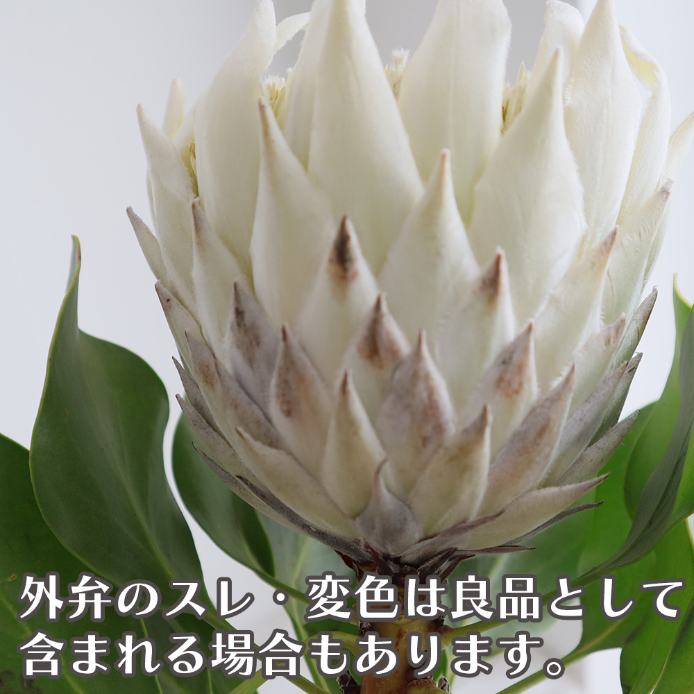 生花 キングプロテア アークティックアイス 白 50cm 南アフリカ産 Or 生花 キングプロテア アークティックアイス 白 50cm 南アフリカ産 Or