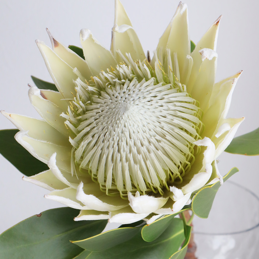 生花 キングプロテア アークティックアイス 白 50cm 南アフリカ産 Or 通販 はなどんやアソシエ 生花 キングプロテア アークティックアイス 白 50cm 南アフリカ産 Or 通販 はなどんやアソシエ
