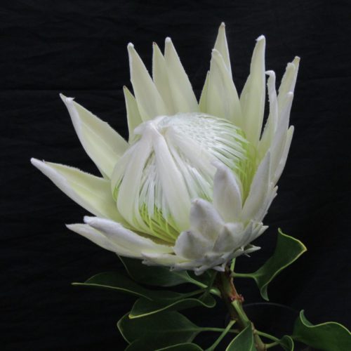 生花 キングプロテア アークティックアイス 白 50cm 南アフリカ産 Or 通販 はなどんやアソシエ 生花 キングプロテア アークティックアイス 白 50cm 南アフリカ産 Or 通販 はなどんやアソシエ