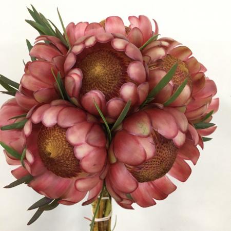 【生花】プロテア　ペトロ　40cm 南アフリカ産　【OR-83】※月曜入荷少・早締切