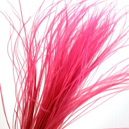 【生花】【ドライ】スティファ　タヒチピンク(赤紫) 【OR-89】