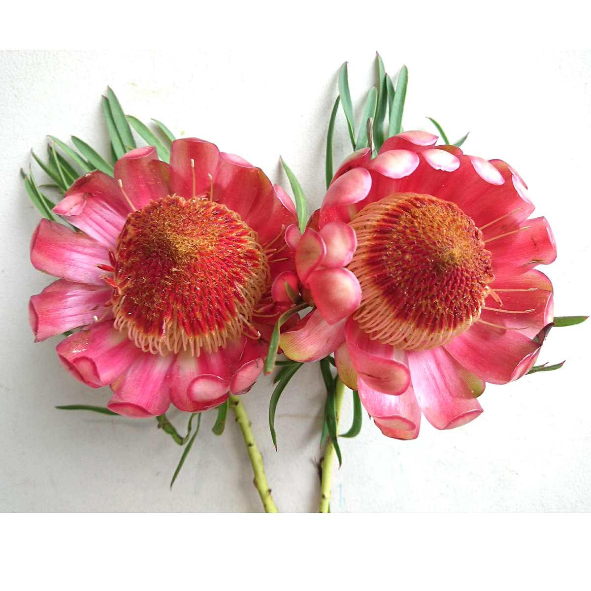 生花】プロテア サルフレア 40cm 南アフリカ産 【SHI】 - 花材通販は
